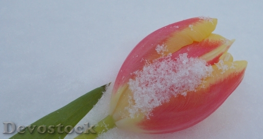 Devostock Tulip In Snow Romantic