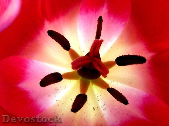 Devostock Tulip Inside Up Close