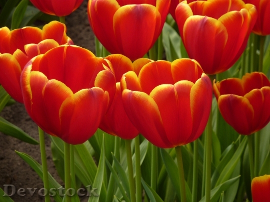 Devostock Tulip Keukenhof Spring Blossom 1