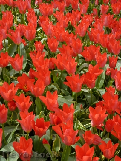 Devostock Tulip Keukenhof Spring Blossom 6