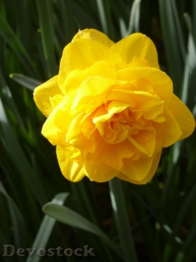 Devostock Tulip Keukenhof Spring Blossom