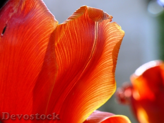 Devostock Tulip Light Color Spring