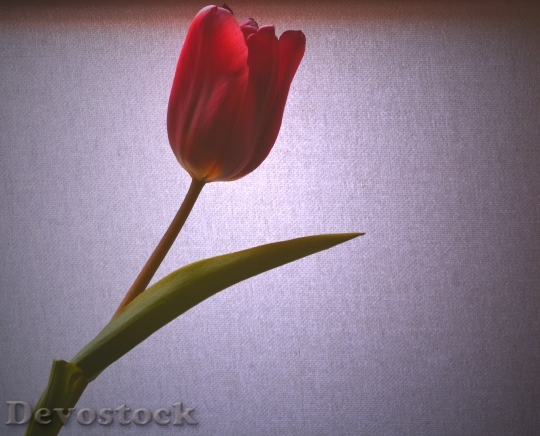 Devostock Tulip Light Red 951363