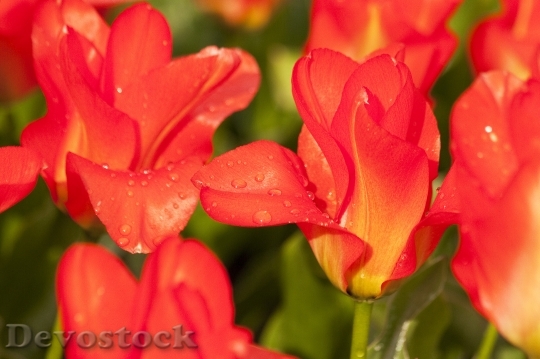 Devostock Tulip Lily Nature Flowers 2