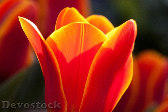 Devostock Tulip Lily Nature Flowers