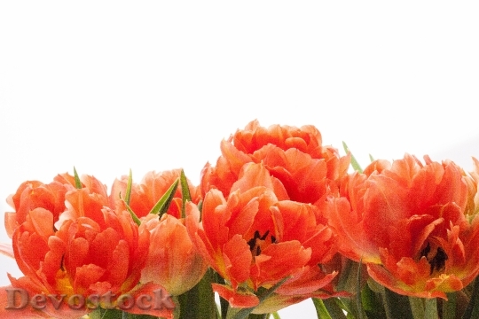 Devostock Tulip Lily Spring Nature 1