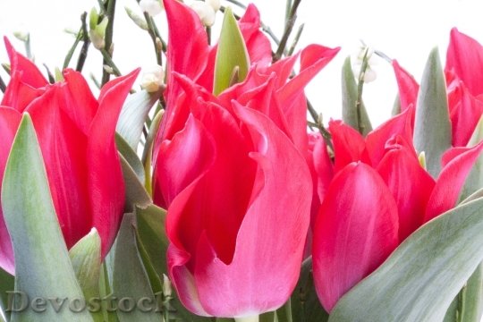Devostock Tulip Lily Spring Nature 10