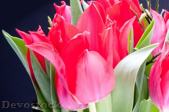 Devostock Tulip Lily Spring Nature 11