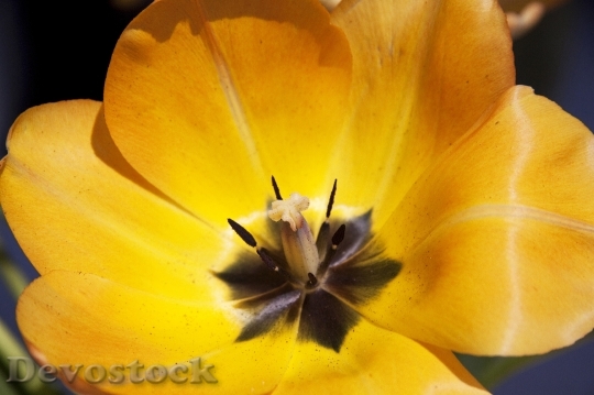 Devostock Tulip Lily Spring Nature 13