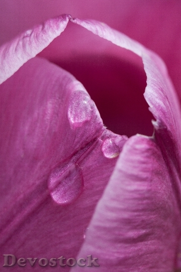 Devostock Tulip Lily Spring Nature 17