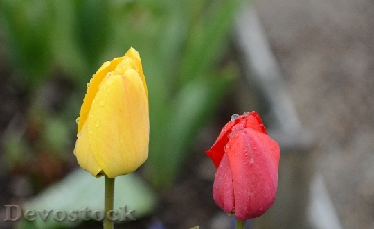 Devostock Tulip Lily Spring Nature 18