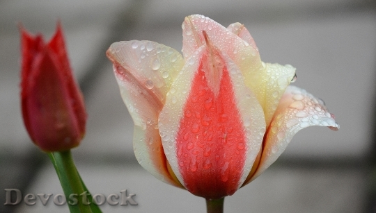 Devostock Tulip Lily Spring Nature 19