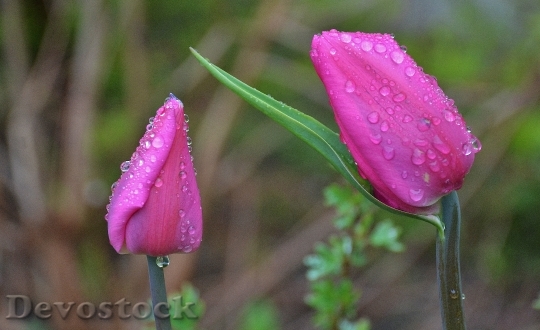 Devostock Tulip Lily Spring Nature 21