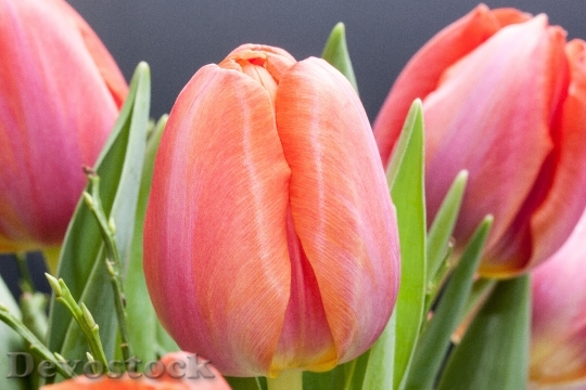 Devostock Tulip Lily Spring Nature 24
