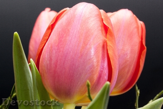Devostock Tulip Lily Spring Nature 25