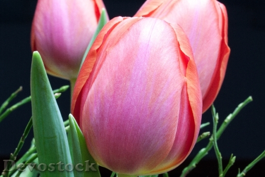 Devostock Tulip Lily Spring Nature 26