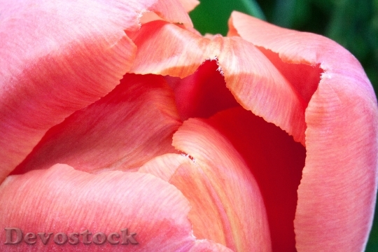 Devostock Tulip Lily Spring Nature 27