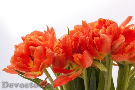 Devostock Tulip Lily Spring Nature 4