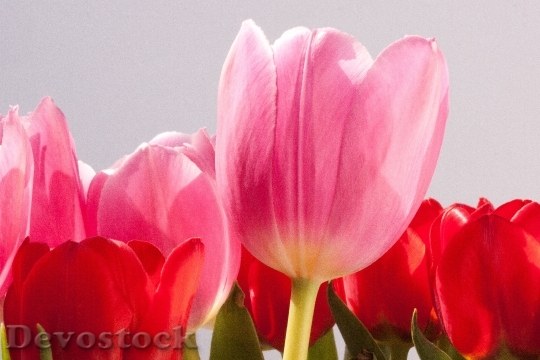 Devostock Tulip Lily Spring Nature 7