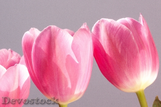 Devostock Tulip Lily Spring Nature 9