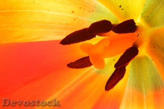 Devostock Tulip Macro Colorful Red