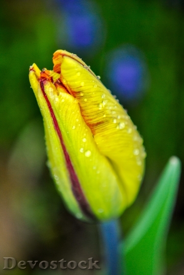 Devostock Tulip Macro Drops After
