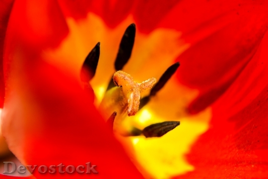 Devostock Tulip Macro Flower Flora