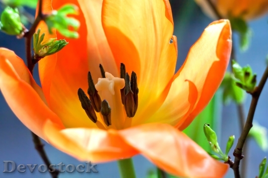 Devostock Tulip Macro Orange Blossom 1