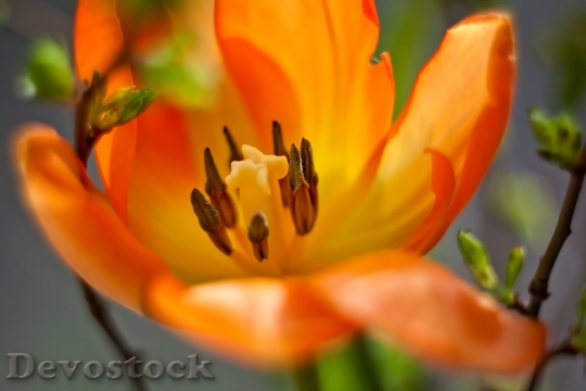 Devostock Tulip Macro Orange Blossom