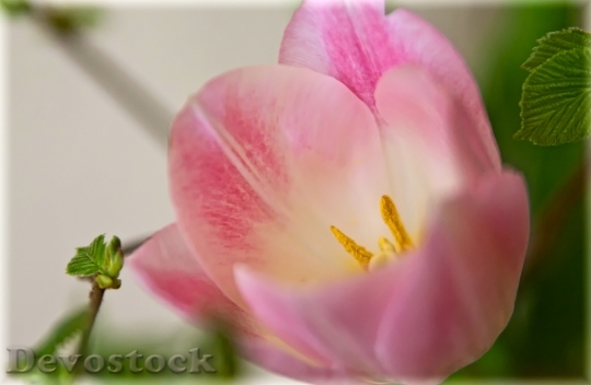 Devostock Tulip Macro Pink Tender
