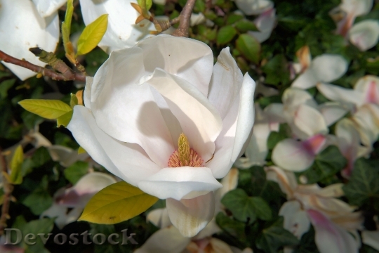 Devostock Tulip Magnolia Blossom Bloom