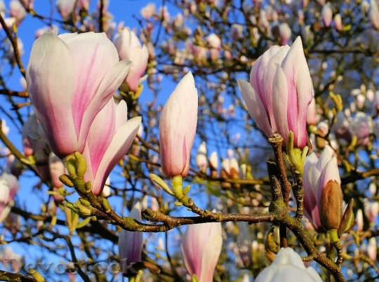 Devostock Tulip Magnolia Flowers 728480