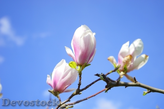 Devostock Tulip Magnolia Flowers Bl 0