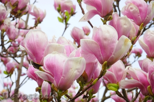 Devostock Tulip Magnolia Flowers Bl 1