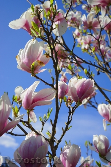 Devostock Tulip Magnolia Flowers Bl
