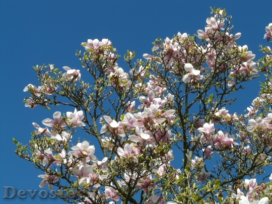 Devostock Tulip Magnolia Tree Bush 0