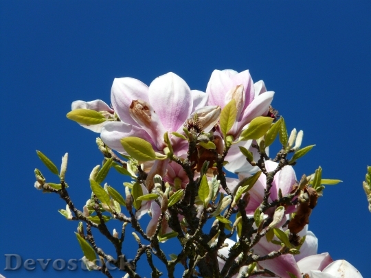 Devostock Tulip Magnolia Tree Bush