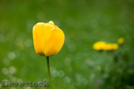 Devostock Tulip Meadow Dandelion Yellow