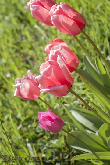 Devostock Tulip Meadow Plant Flowers 0