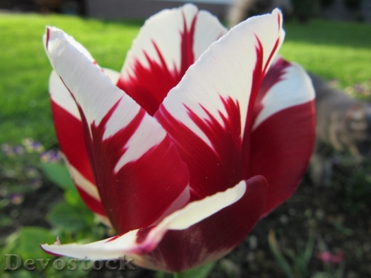 Devostock Tulip Nature Red White