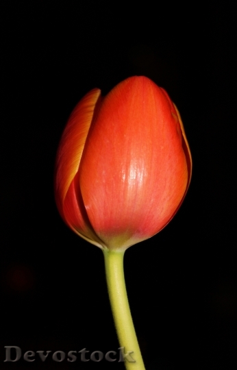 Devostock Tulip Night Flower Floral