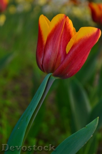 Devostock Tulip Only Green Red