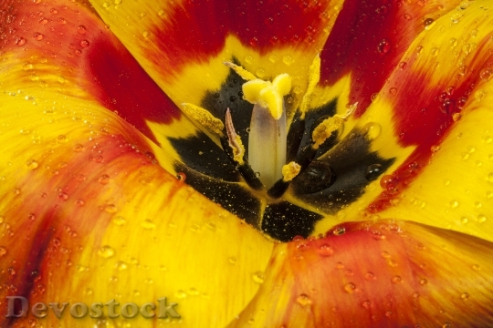 Devostock Tulip Open Blossom Bloom