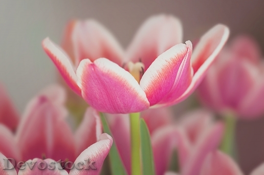 Devostock Tulip Open Pink White