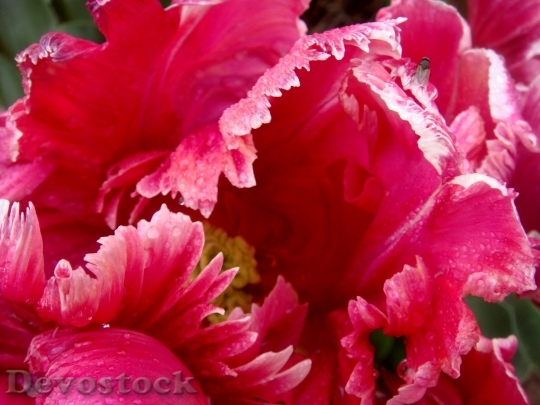 Devostock Tulip Open Red Pink