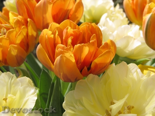 Devostock Tulip Orange Cream Spring