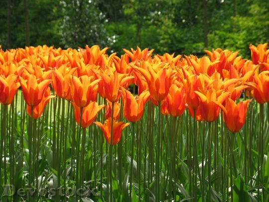 Devostock Tulip Orange Flora Flower 0