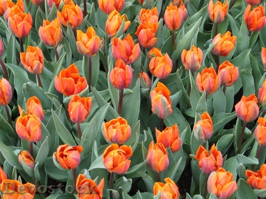 Devostock Tulip Orange Flora Flower