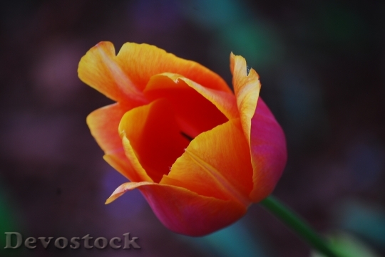 Devostock Tulip Orange Flower Plant