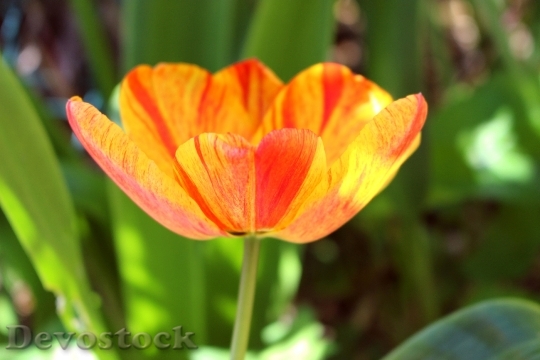 Devostock Tulip Orange Flower Spring 0